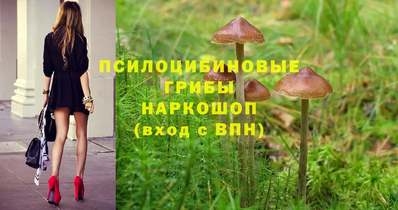 Псилоцибиновые грибы Psilocybine cubensis  МЕГА как зайти  Красноармейск 